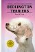 Bedlington Terriers