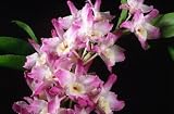 Dendrobium Ise hybrids - Compact nobiles