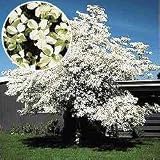 White Dogwood Tree
