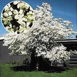 White Dogwood Tree