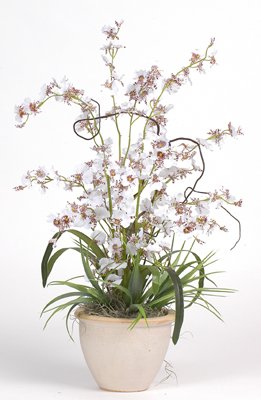 Dancing Lady Silk Orchid Plant – White