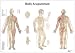 3B Scientific VR1820L Glossy UV Resistant Laminated Paper Body Acupuncture Anatomical Chart, Poster Size 20" Width x 26" Height