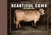 Beautiful Cows Postcard Book