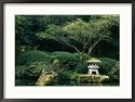 A Japanese garden with Japanese maple trees Framed Art Poster Print by Darlyne A. Murawski, 29x21