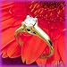 14K Yellow Gold .33 CT Fancy Set Diamond Solitaire Ring