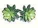 Neuhaus Decor 2 x 5.5 Pachyveria, Artificial Succulent Plants
