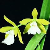 Epi. Memoria Young C. Lott 'Newberry'