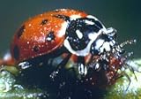 Ladybugs: 4500 Count