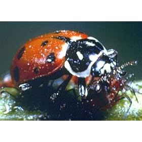 Ladybugs: 9000 Count