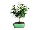 41B7Kwd3XRL. SL160  Brussels Hibiscus Lil Kim Bonsai
