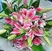 Flowers, Stargazer Lilies - Pretty in Pink