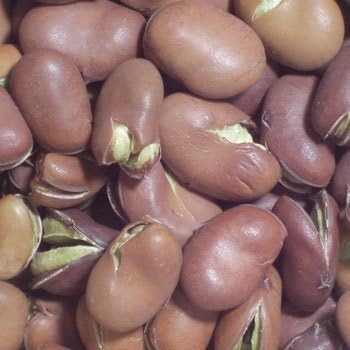 Germination roasted broad beans (300g) craftsman was carefully roasting