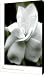Gardenia Canvas Print - Canvas Art
