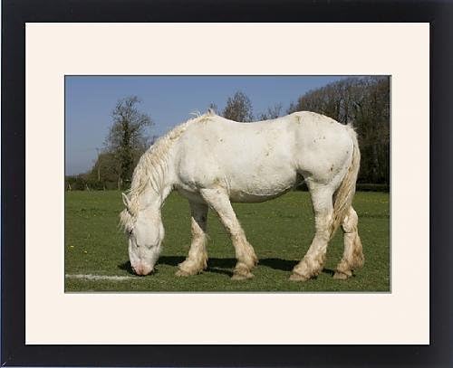 Framed Artwork of Horse - Boulonnais / White Marble Horse - grazing