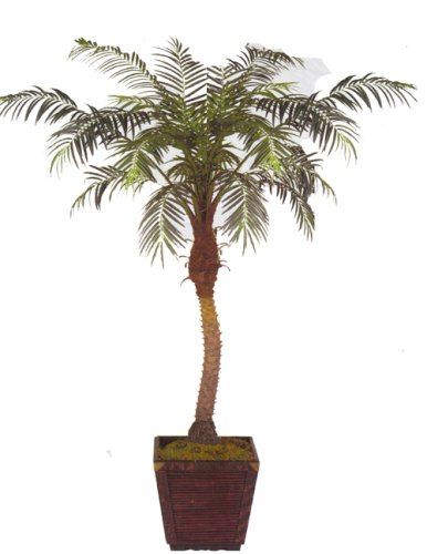 7FT PHOENIX ROBELLINI PALM