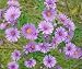 Todd's Seeds - Flower Seeds - New England Aster Seed, Sold by the Pound