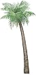 Walls of the Wild Palm Tree Small
