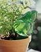Drip-it Frog Automatic Plant Waterer - Irigation so Easy You Could Kiss It!