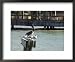 Pelican and Sea Birds on Post, Key West, Florida, USA Animals Framed Art Poster Print by R H Productions, 22x18