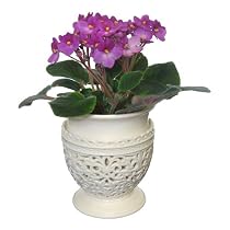 Live Plant - Lace Vase 4 Inches - with African Violet