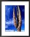 Cardon Cactus Pachycereus Pringlei, World's Tallest Species of Cactus, Endemic to Baja California Styles Framed Art Poster Print by Brent Winebrenner, 18x22