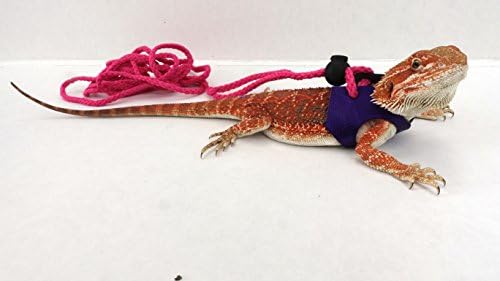 Ogle Lizard Leash, Limited Edition Metallic Purple (medium)