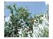 Fresh Pomegranates Growing on Trees Photographic Poster Print, 24x18