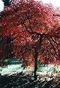 Crimson Queen Japanese Maple 7 Seeds - Acer- Bonsai