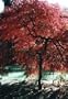 Crimson Queen Japanese Maple 7 Seeds - Acer- Bonsai