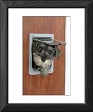 Framed Prints of DOG. Schnauzer puppy coming through cat flap from Ardea Wildlife Pets