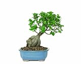 41BAEi49rGL. SL160  Brussels Gensing Grafted Ficus Bonsai