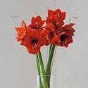 Flowers by Post - Amaryllis Bouquet