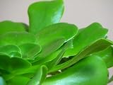 Amazon / Hirts: House Plant: Green Rose Tree - Aeonium arboreum -RARE- Easy to grow!