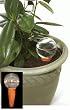 Plant Feeder Watering System