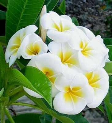 Doungamon 5 seeds plumeria!amazing color!