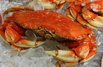 FRESH Cooked DUNGENESS CRABS (6 Large Crabs)