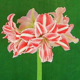Amaryllis Dancing Queen