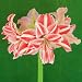 Amaryllis Dancing Queen