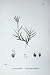 Botany Plants C1902 Creeping Dog'S Tooth Grass Cynodon