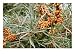 Hippophae Rhamnoides (Sea Buckthorn), Bright Orange Fruit and Grey Green Leaves Photographic Poster Print by Mark Bolton, 16x12