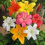 スカシユリ球根　単色セット　１０球入