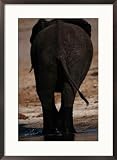 African elephant emerging from the water Animals Framed Art Poster Print by Chris Johns, 21x29