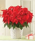 Poinsettia Plant