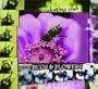 Bugs & Flowers