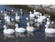 GHG Life Size Pro Grade Goose Floater Decoys