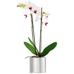 Blomus 66829 Blumentopf � 14 cm GREENS