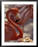 Pink Flamingo in Ardastra Gardens and Zoo, Bahamas, Caribbean Photography Framed Art Poster Print by Greg Johnston, 31x39