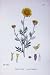 Botany Plants C1902 Ox-Eye Chamomile Anthemis Flowers