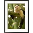 A White-Throated Capuchin Monkey on a Bamboo Stalk (Cebus Capucinus) Framed Photographic Poster Print by Roy Toft, 14x15
