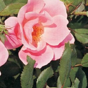 Blushing      <strong>Knockout Roses</strong>